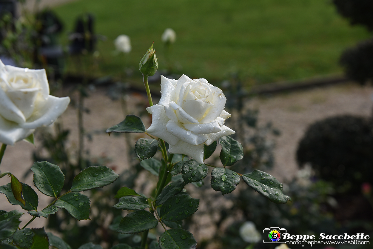 VBS_3586 - Floreal 2023 - Vivere con le piante.jpg